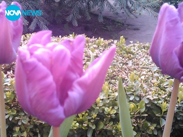 Пролетни грации