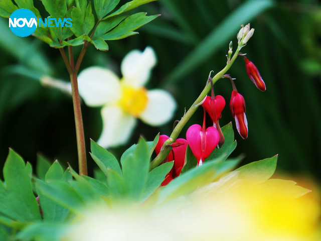 Пролет над Добрич