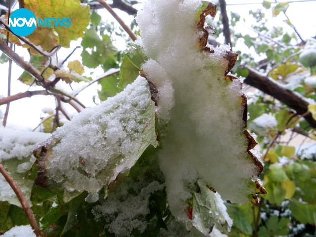 Честит първи сняг