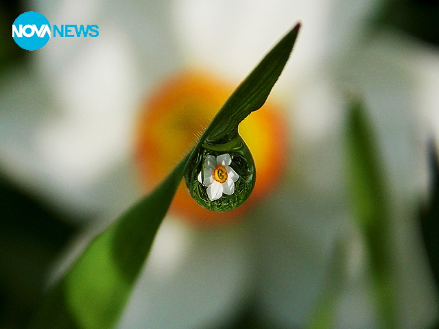 Нарцис в капчица роса