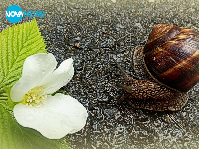 Когато дъждът вълшебства ...