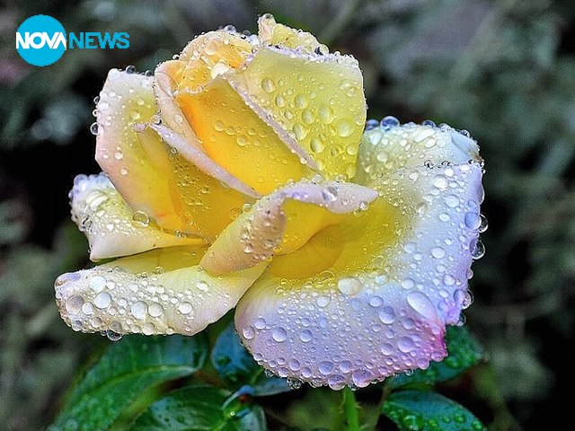 Красиво цвете