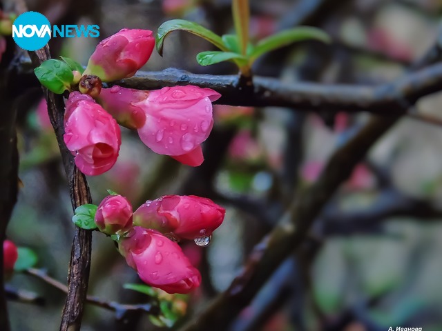 Честита първа пролет