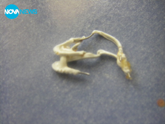 Тел във филия хляб