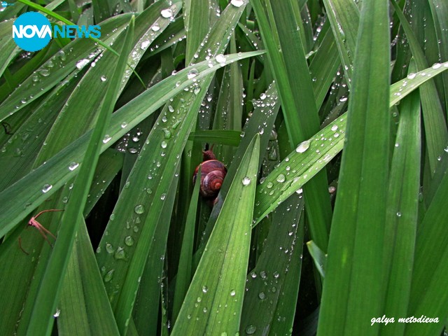 Дъждовни магистрали