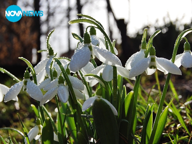 Пролетно ухание
