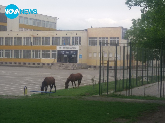 Коне в люлинско училище