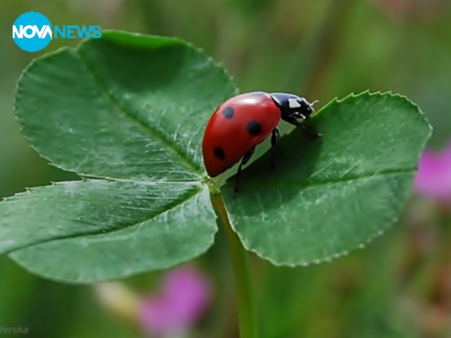 Калинките усмихват всеки