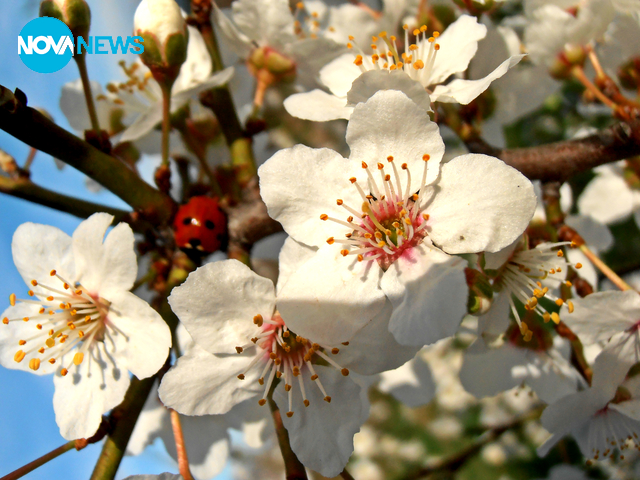 Красива пролет