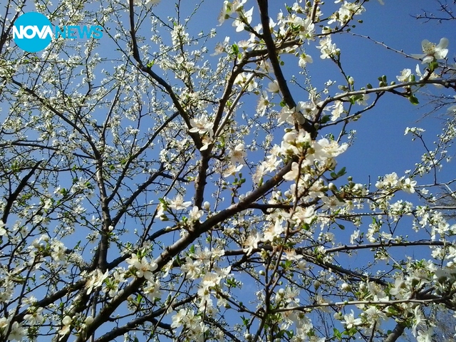 Начало на метеорологичната пролет