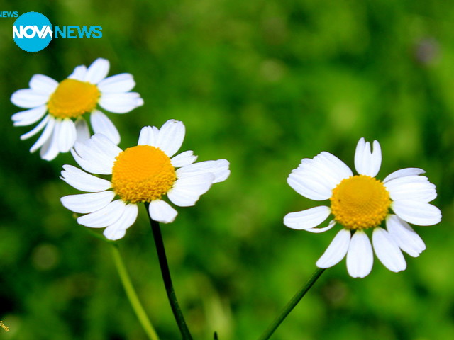 Слънчево настроение от Плевен