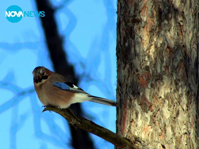 Пролетта идва
