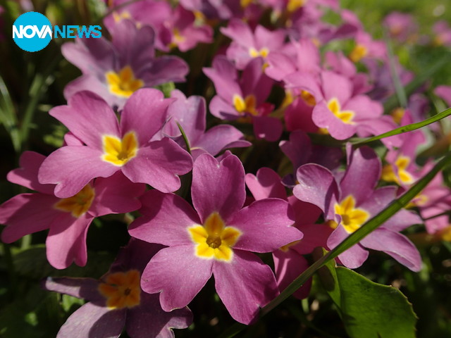 Пролетта дава живот