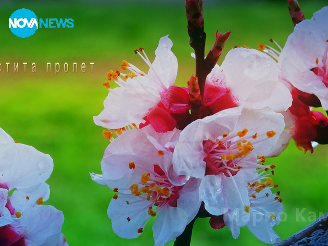 Честита първа пролет