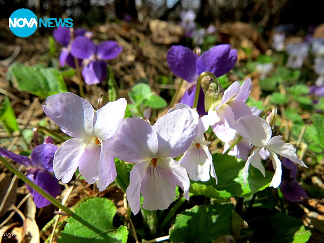 Честит празник - Благовещение!