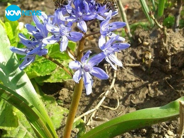 Пролетно настроение от село Добролево