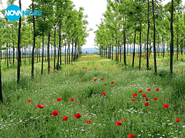 Красотата на пролетните макове