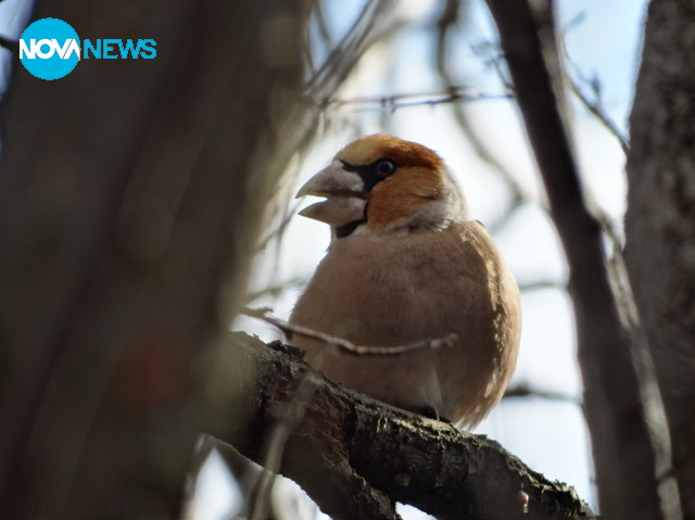 Блясъкът в очите на едно птиче