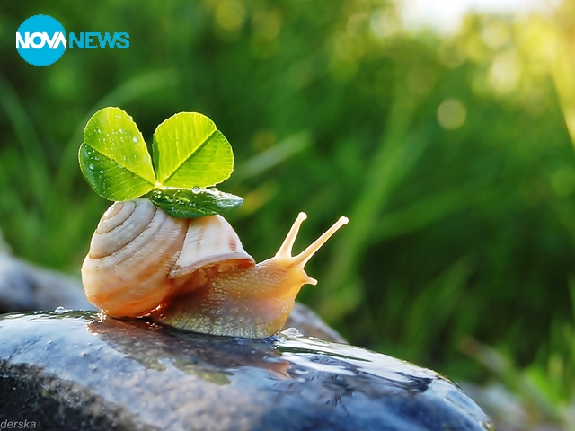 Охлювче с настроение