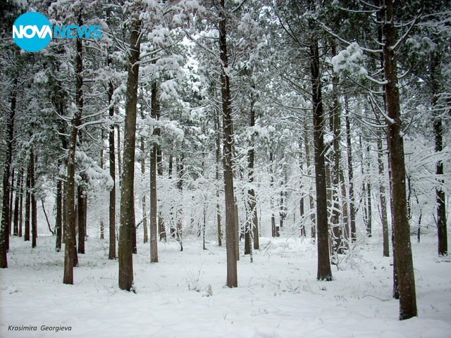 Снежна гора