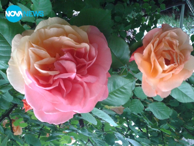 Странна игра на природата