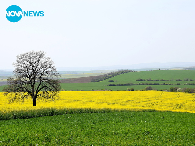 И рапицата разцъфтя