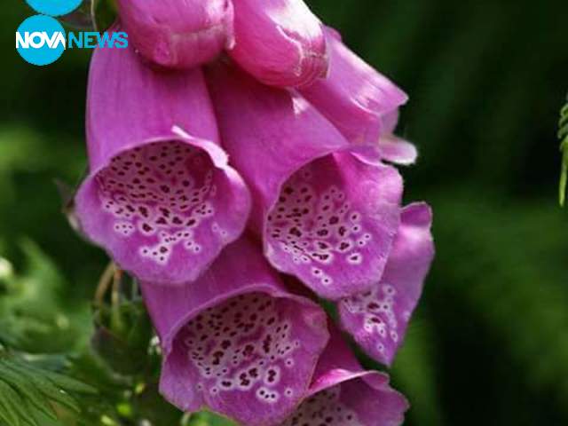 Слънчево време отблизо