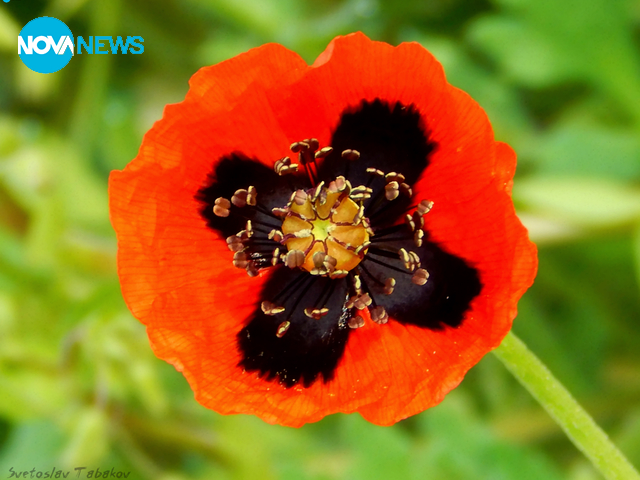 Разцъфнал мак