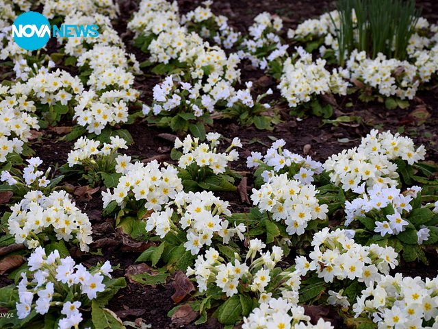 Пролетна полянка