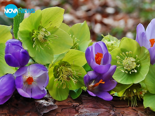 Пролетна свежест