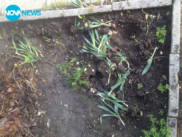 Кражба на кокичета във Варна