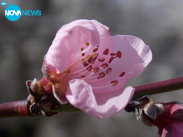 Пролетни снимки
