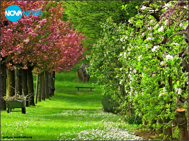 И японската вишна цъфна :)