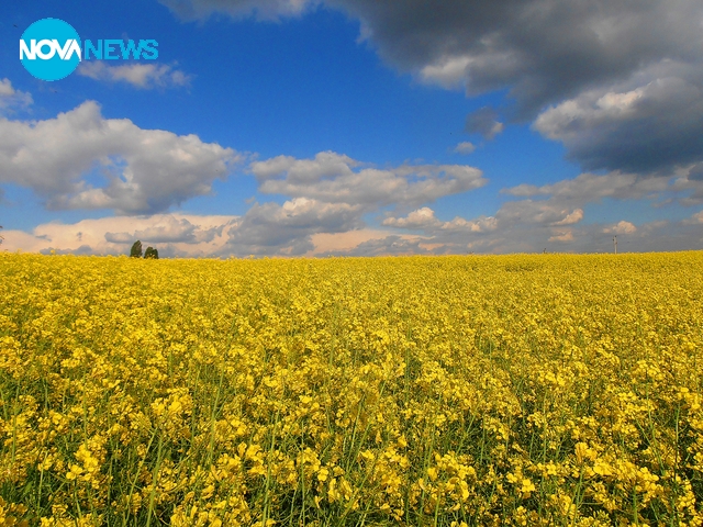 Море от жълто - Рапица!