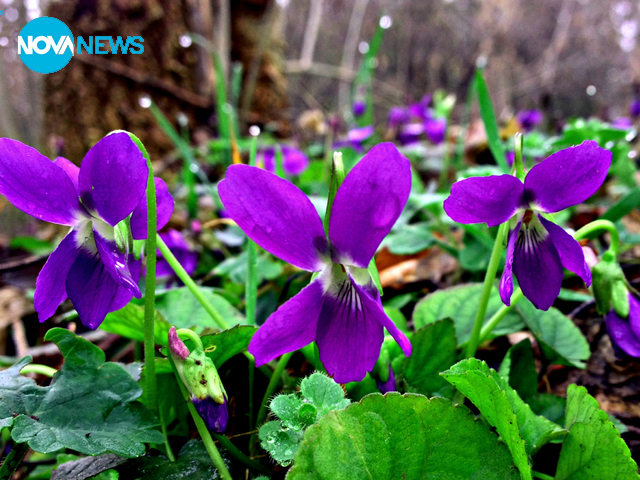 Снимки за времето
