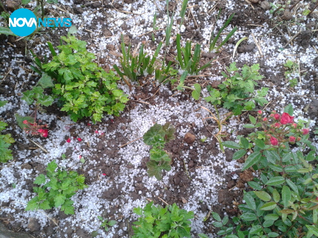 Градушка в село Жълти бряг, Хасковско