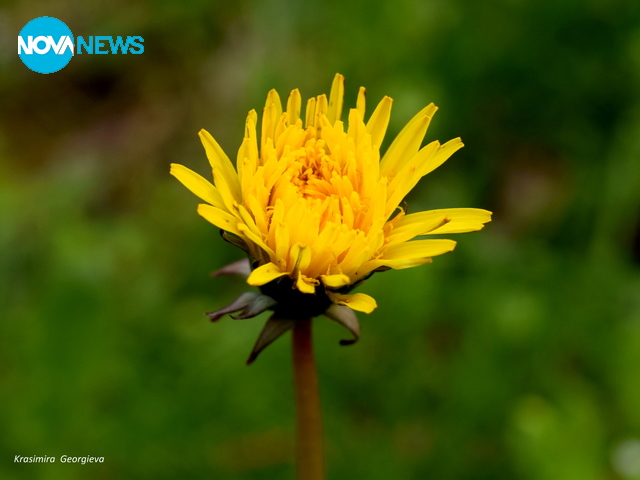 Пролетно глухарче