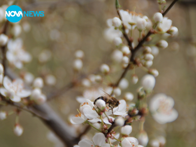 Ранна пролет