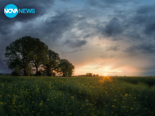 Рапицата цъфна