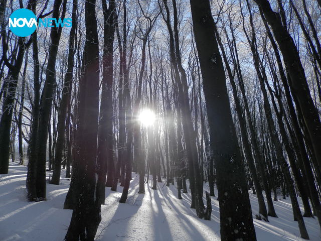 Красотата на гората