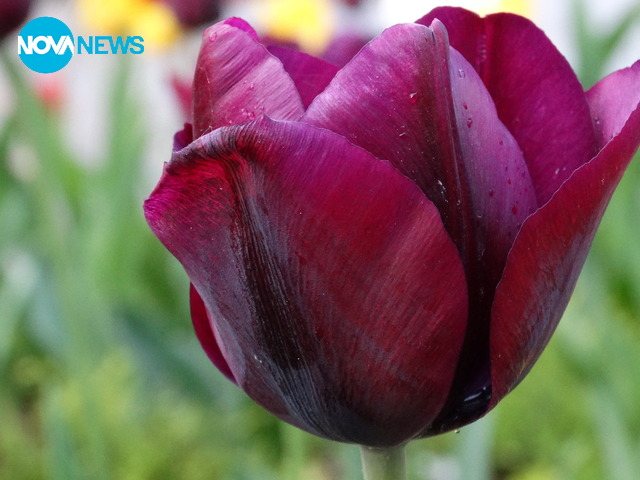 След пролетния дъжд