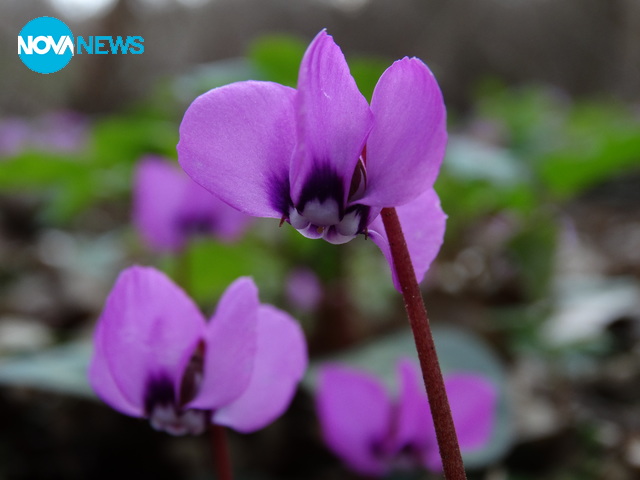 Горска циклама край Бургас