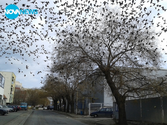 Ято от Бургас