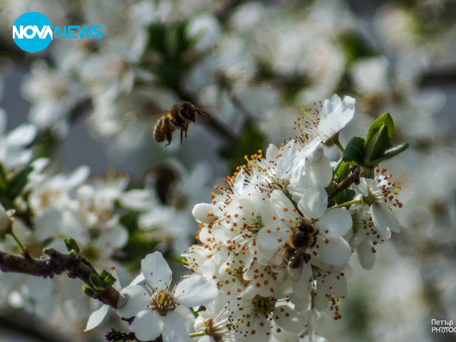 Полетът на пчелата