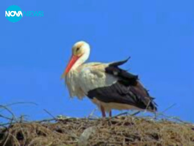 Щъркели и над Долна баня