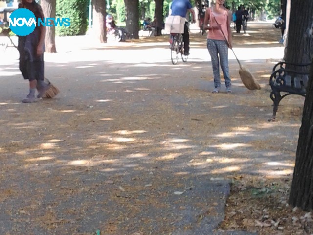 Липов цвят за чай 2