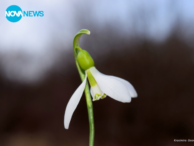 Свенливо кокиче