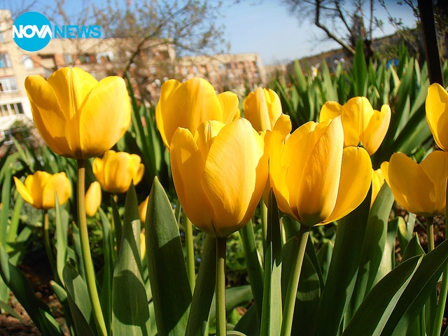 Жълта красота - лалета