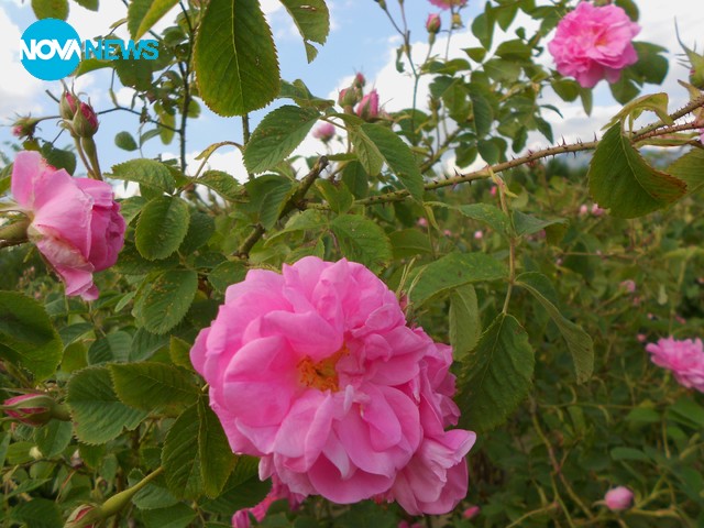 С аромат на рози