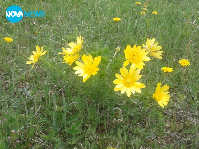 Пролет в Ковачевци